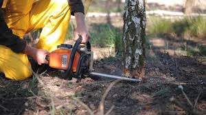 Best Hazardous Tree Removal  in Delavan, IL