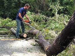 Best Tree Removal  in Delavan, IL