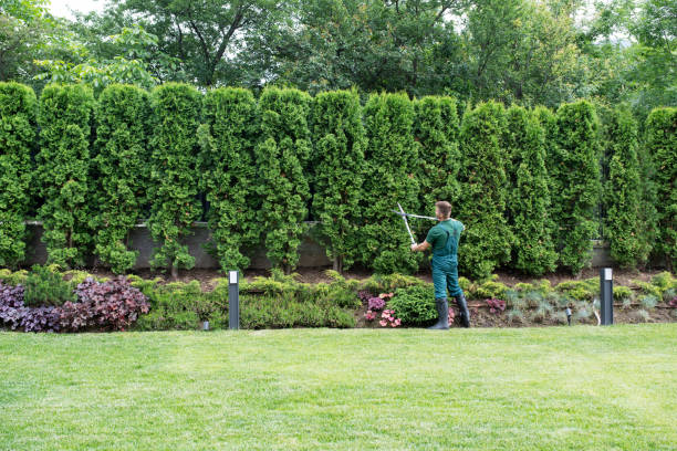 Best Tree Maintenance Programs  in Delavan, IL