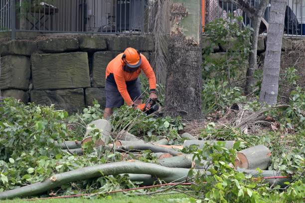 Best Stump Grinding and Removal  in Delavan, IL