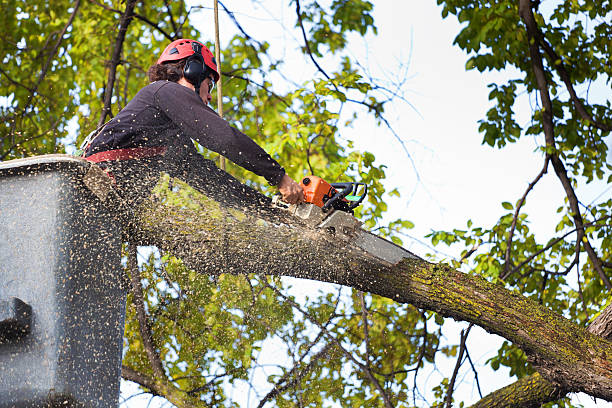 Best Hedge Trimming  in Delavan, IL